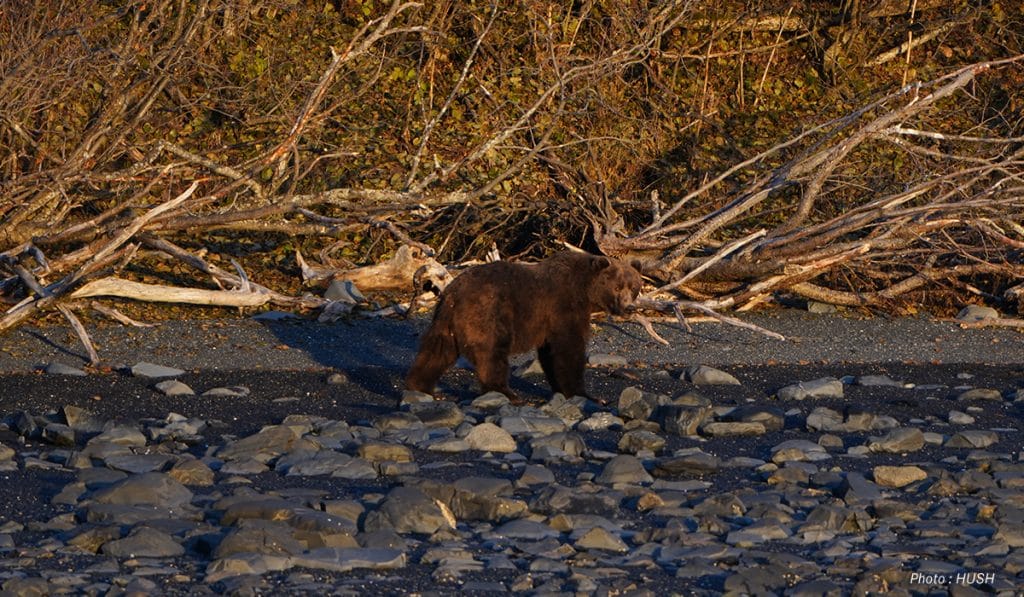 A brown bear stands on a rocky beach with thick brush in the background.
