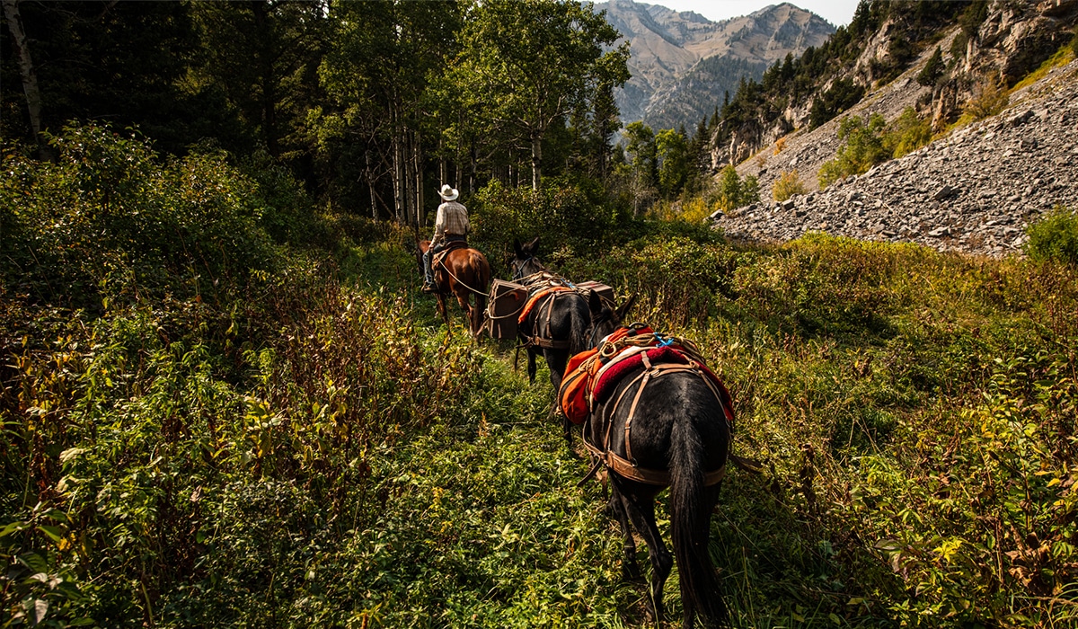 Pack train of horses packing out deer from a mule deer hunt.