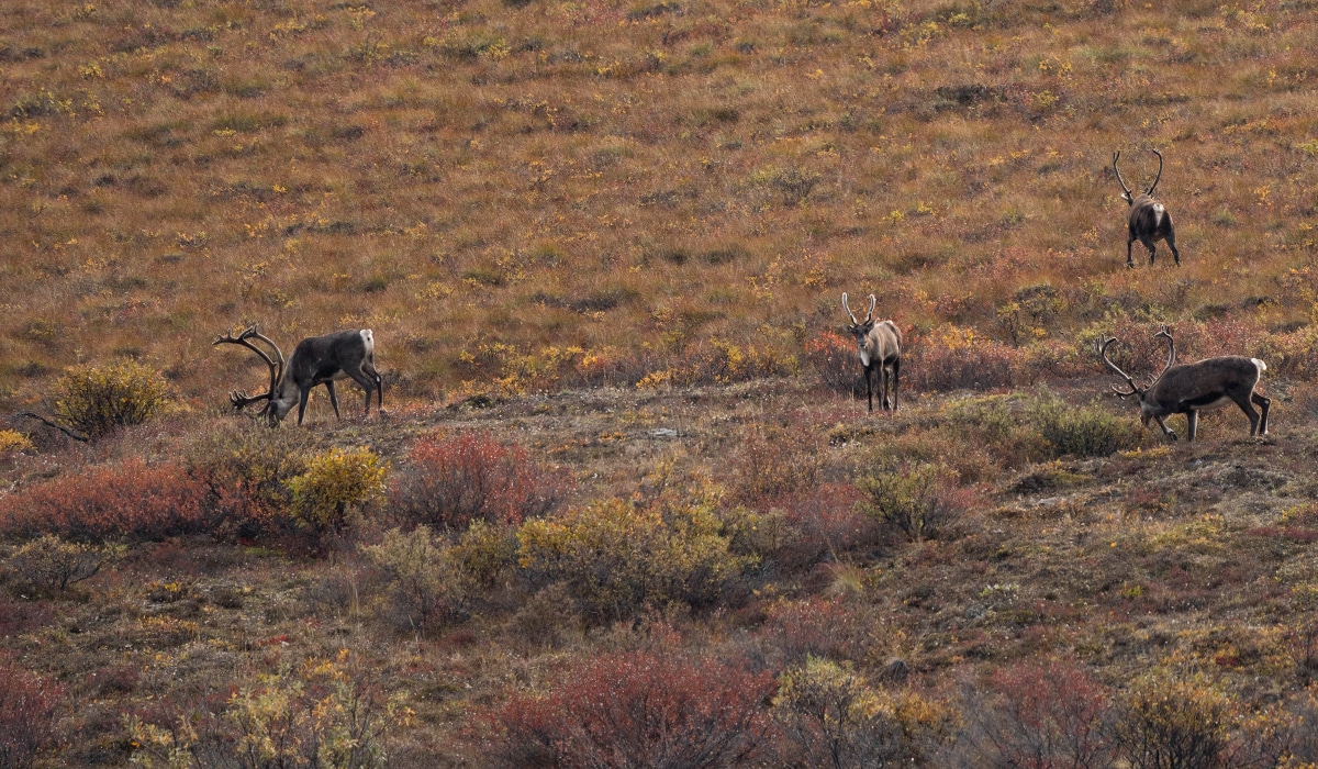 Caribou grazing on the Alaska tundra.