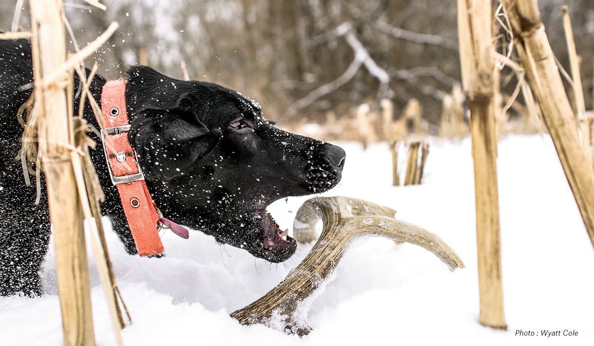 Shed Hunting Dogs in Snow - onX Hunt