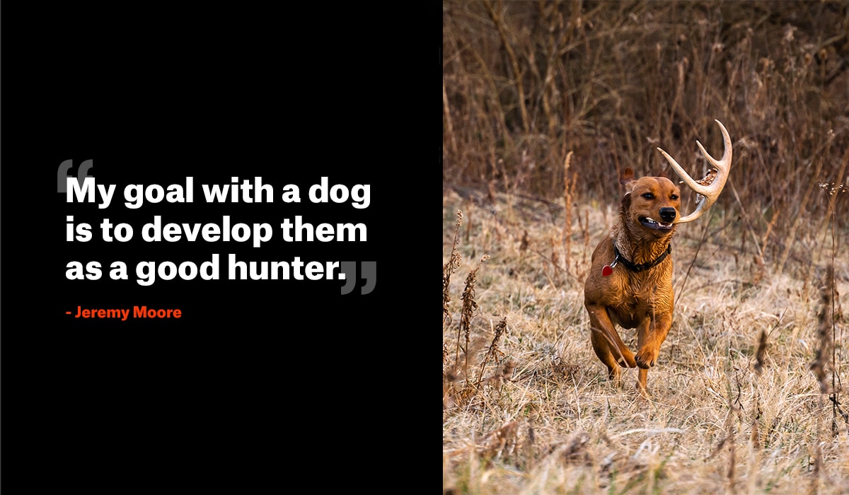 How to Train a Dog to Shed Hunt - onX Hunt