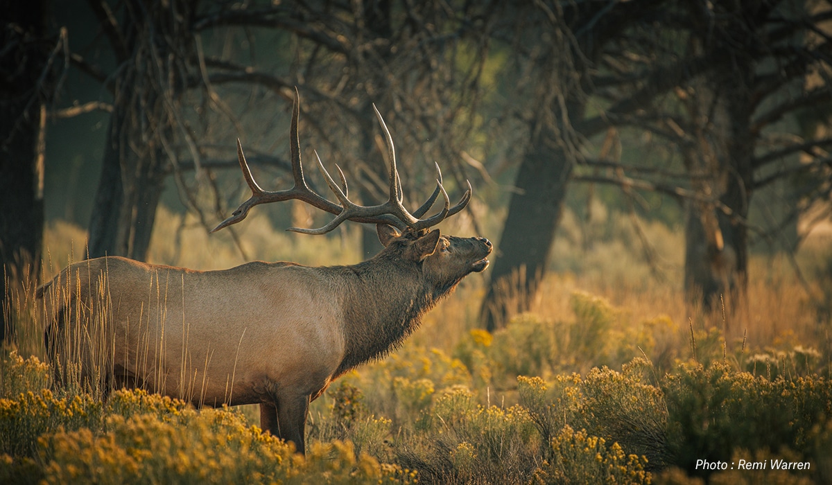 Bugling elk - Remi Warren onX Hunt