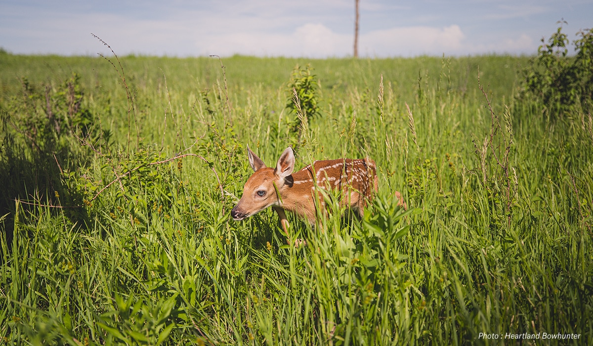 onX Whitetail Report for May - Fawn Survival