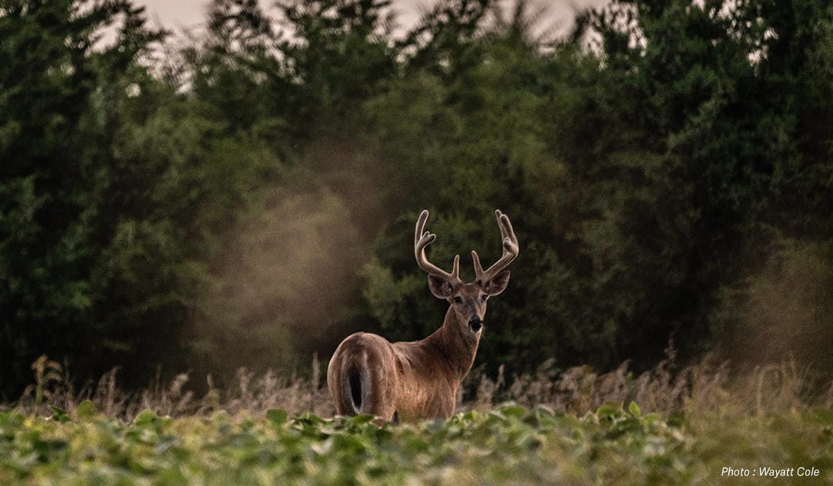 onX Whitetail Report - June - Antler Growth