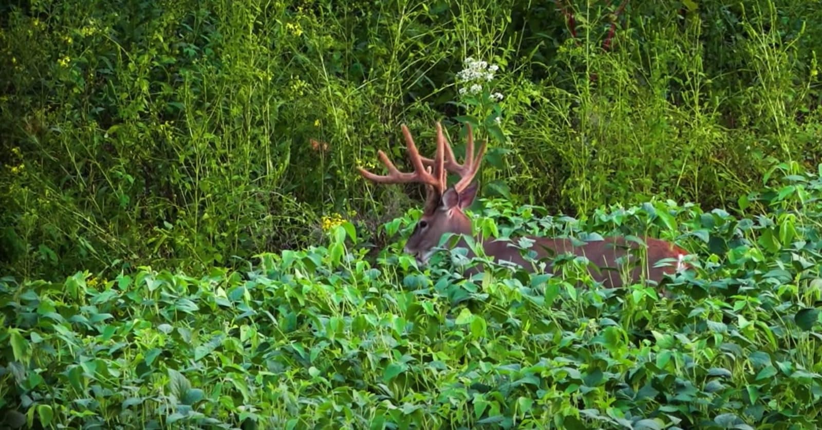 Deer Habitat Management How to Attract Deer To Hunting Property onX