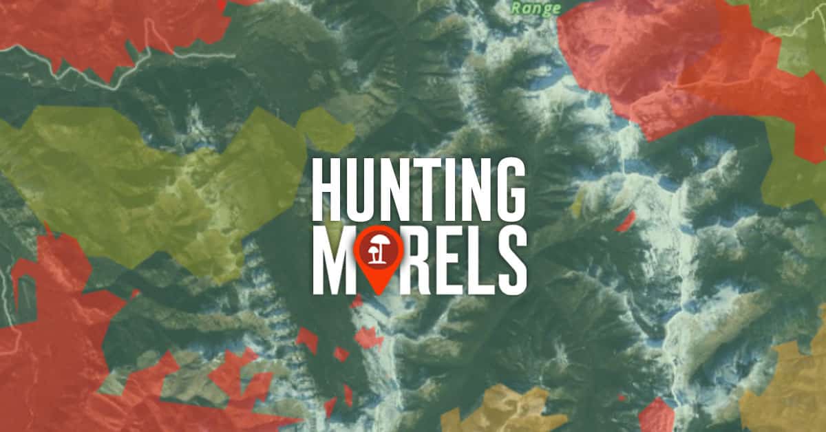 Where to Find Morel Mushrooms on a Map Using onX