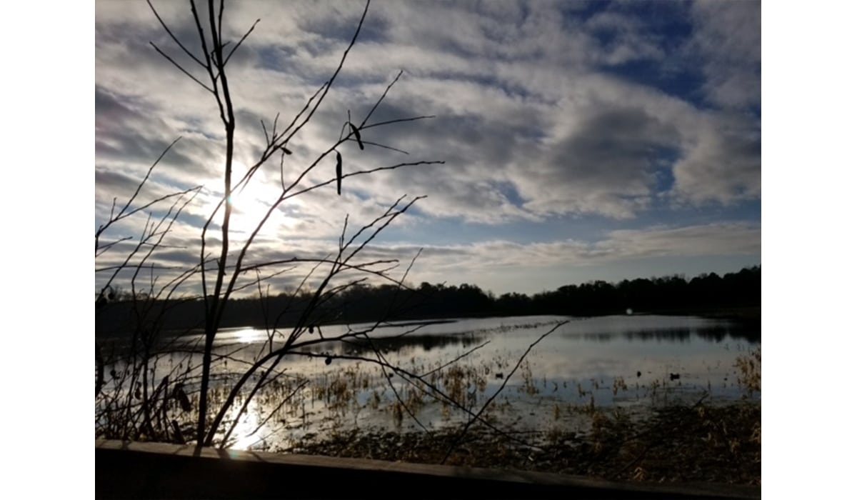 South Carolina marsh