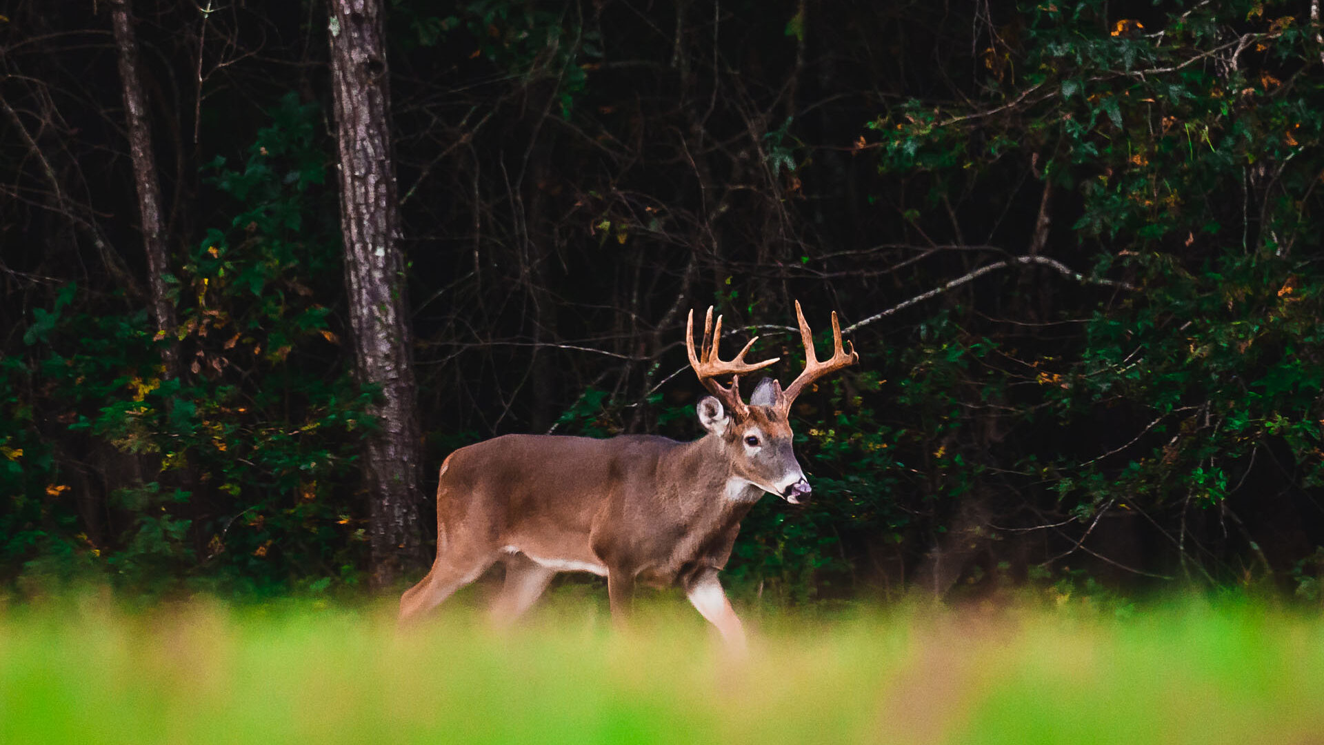 A whitetail buck walks along the edge of a forest. 