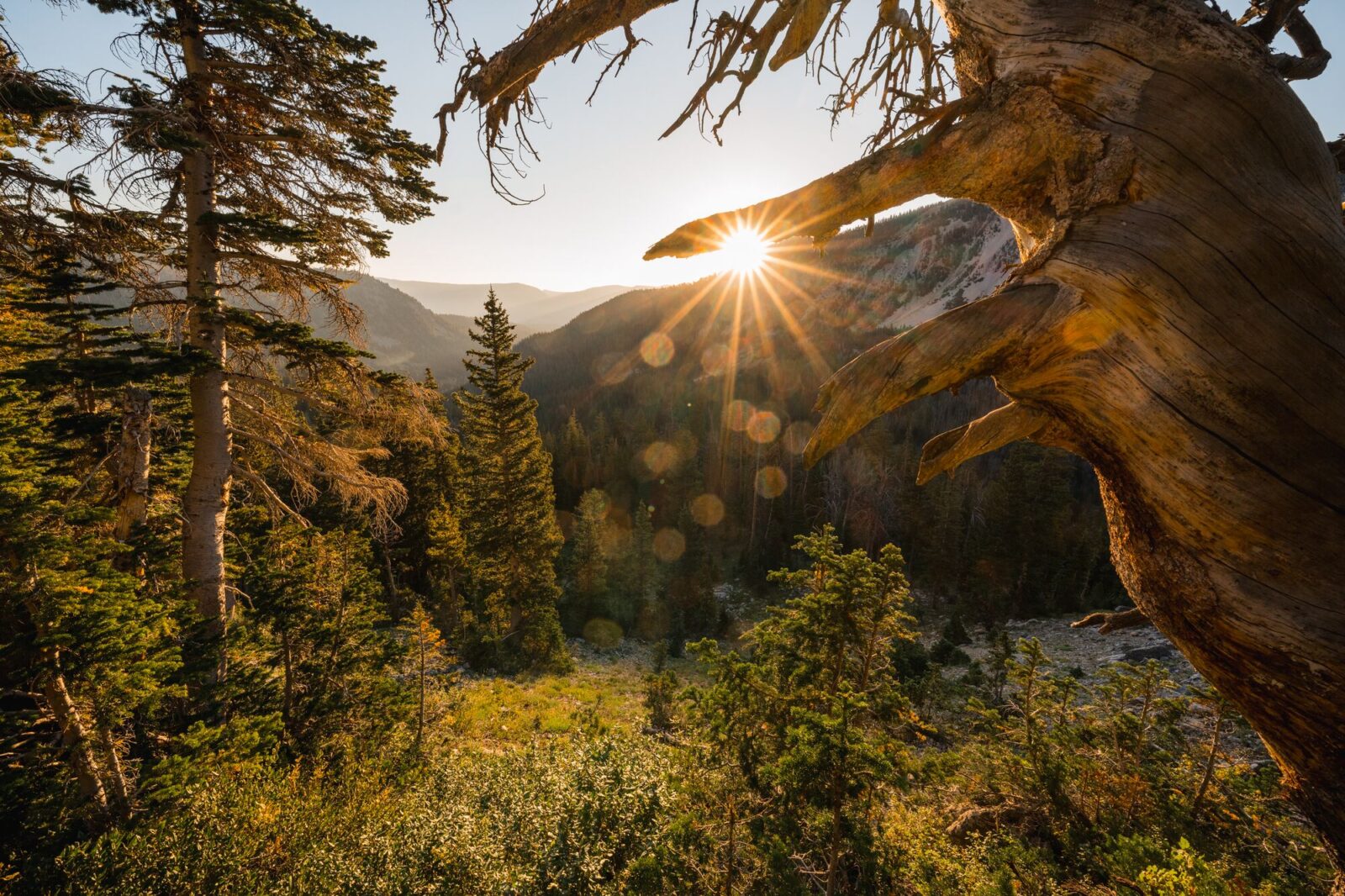 sun shining through trees on a mountain side