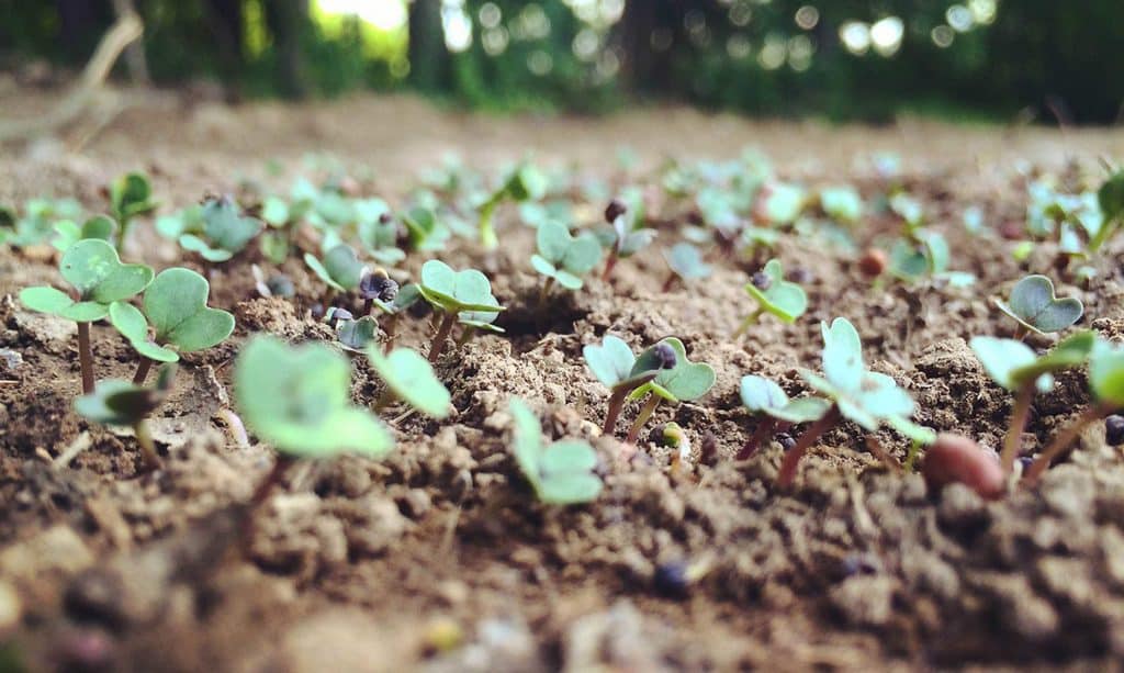 Clover sprouting in a food plot. 