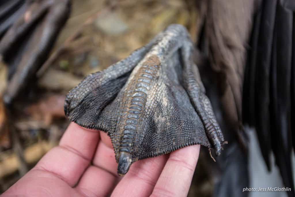 A hand holds a waterfowl foot.