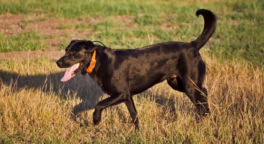 Black dog with orange collar walking through grass with tongue out.