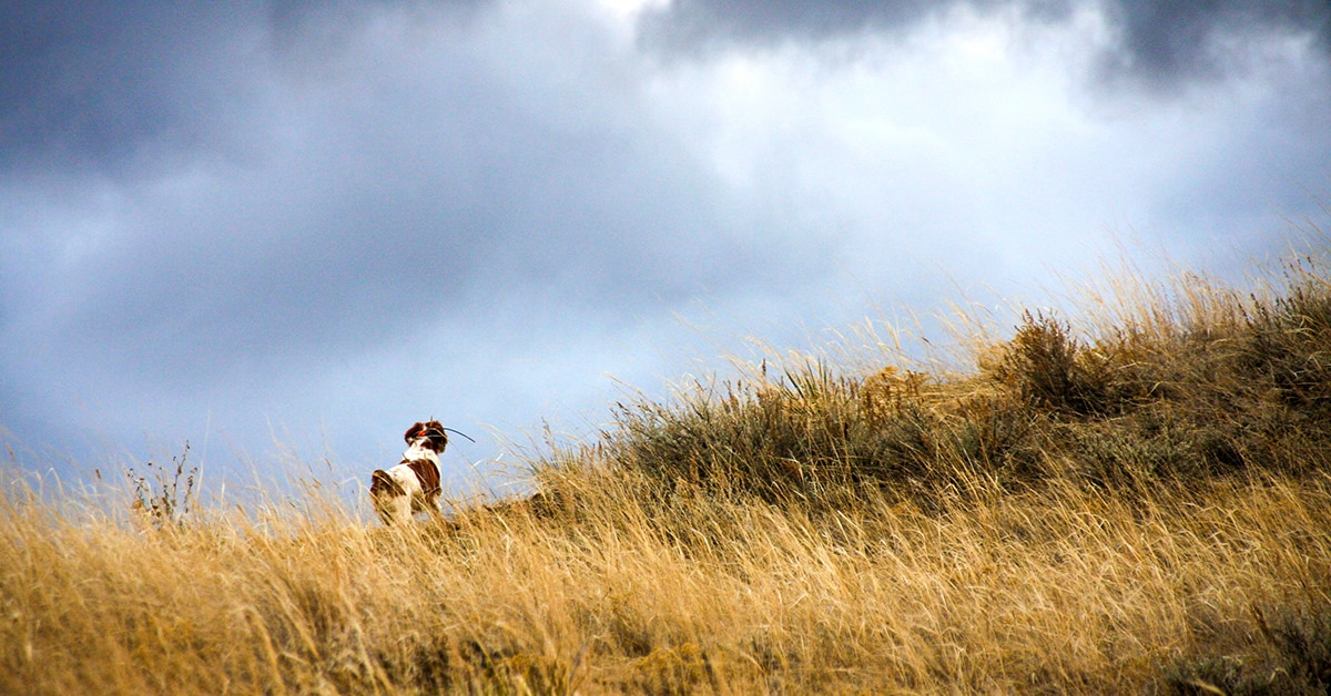 Upland dog looking over a hillside, back to the camera.