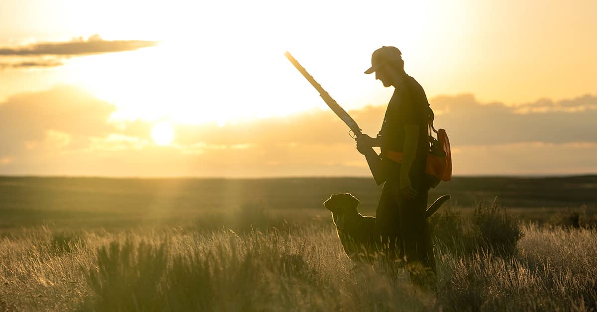 Upland bird hunter in the field