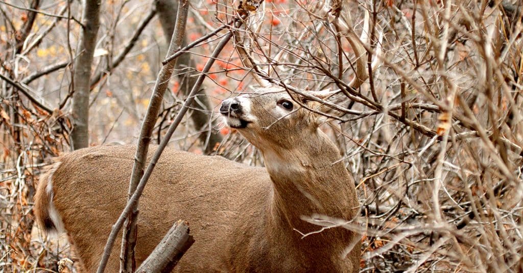 A whitetail buck.