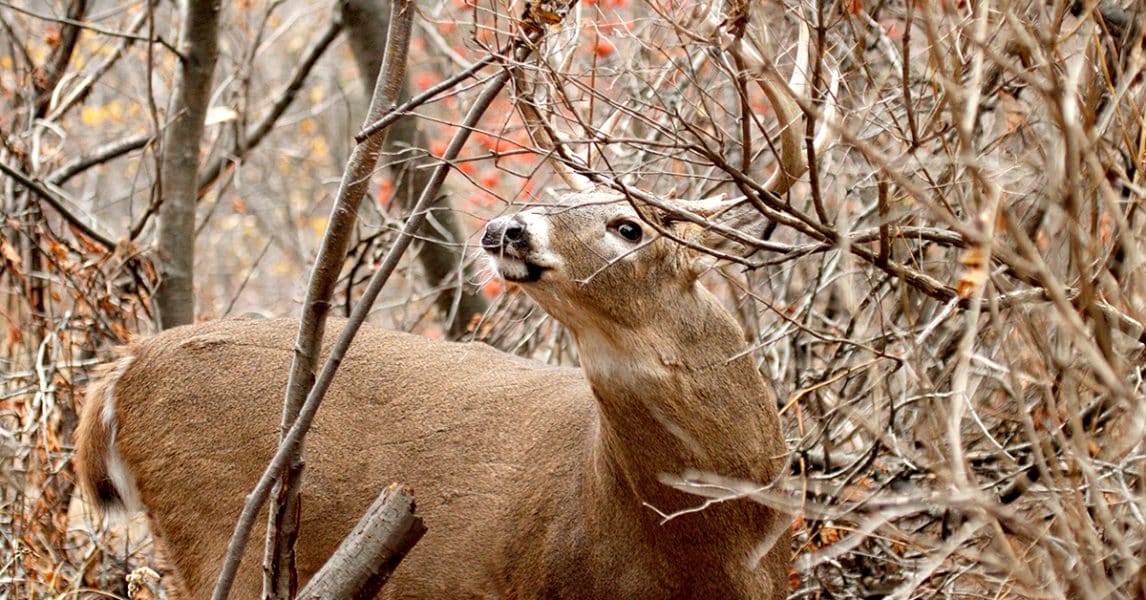 Deer Rut–Why Is It the Best Time To Hunt Deer | onX Hunt
