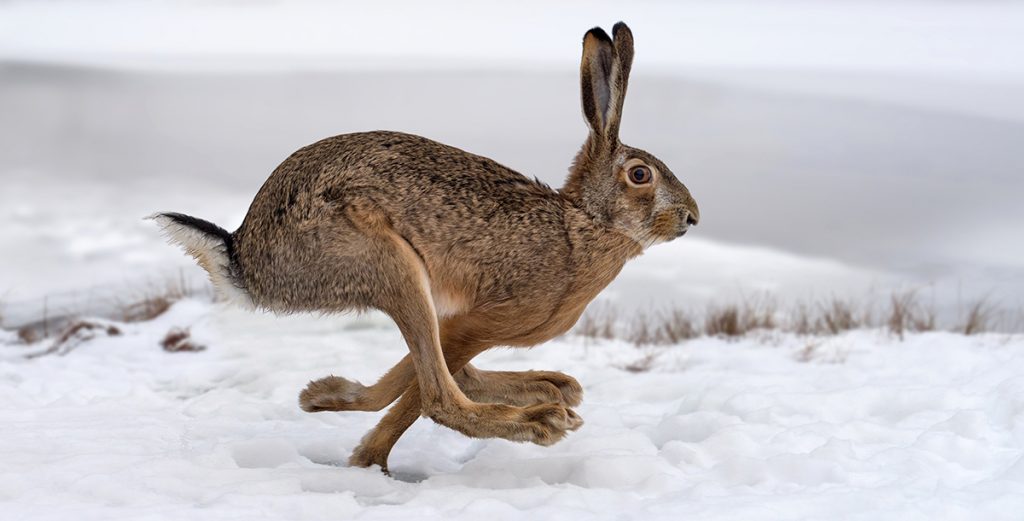 How To Use a GPS for Hunting on Your Next Trip onX Hunt