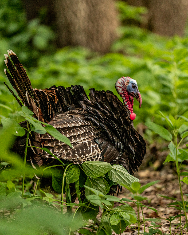 The Hunting Public - THP - Turkey Tips