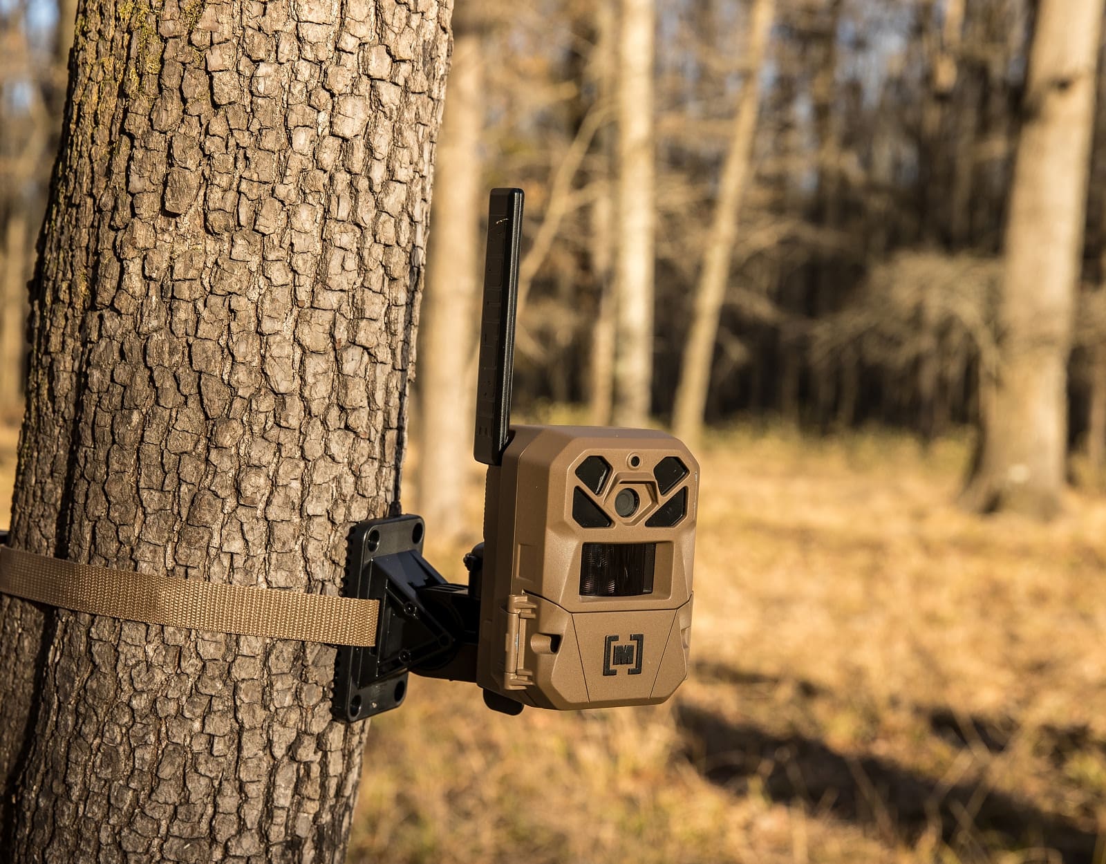 A cellular trail camera strapped to a tree.