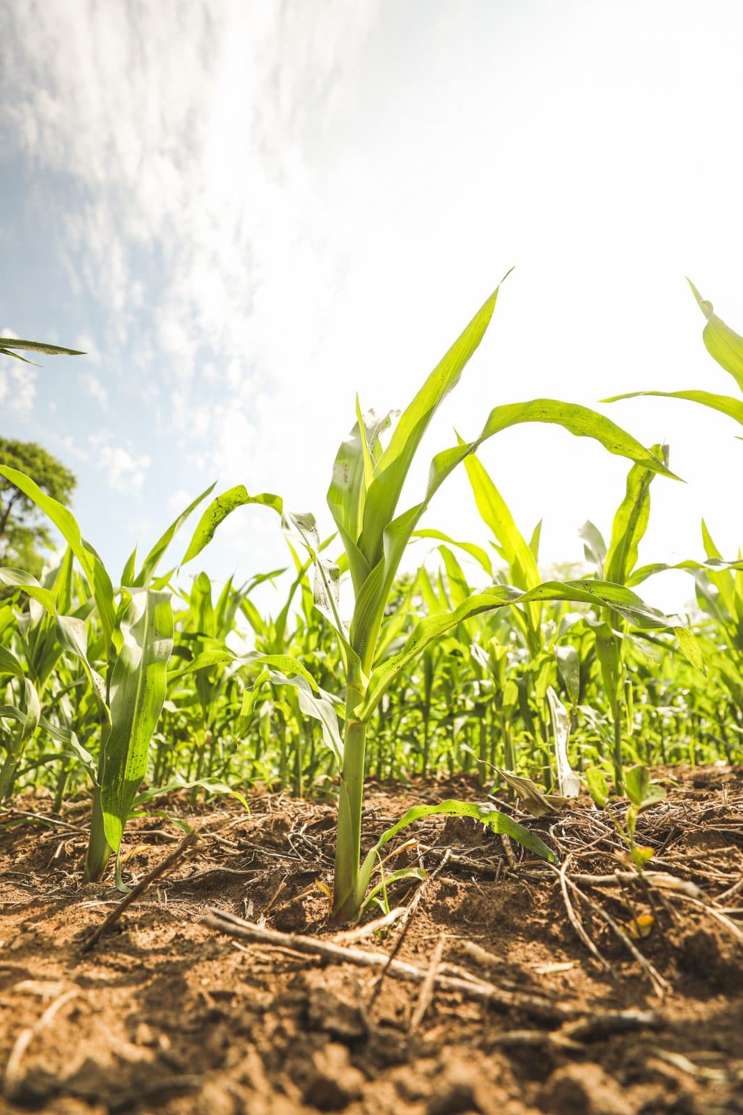 crops for whitetail deer hunting