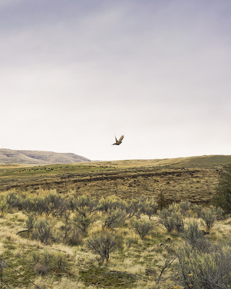 crop layers for upland bird hunting