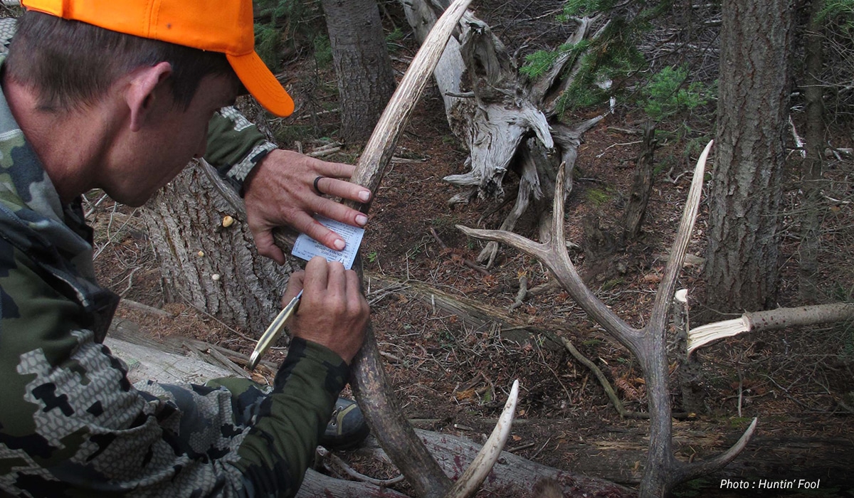 A hunter fills his bull elk tag. 