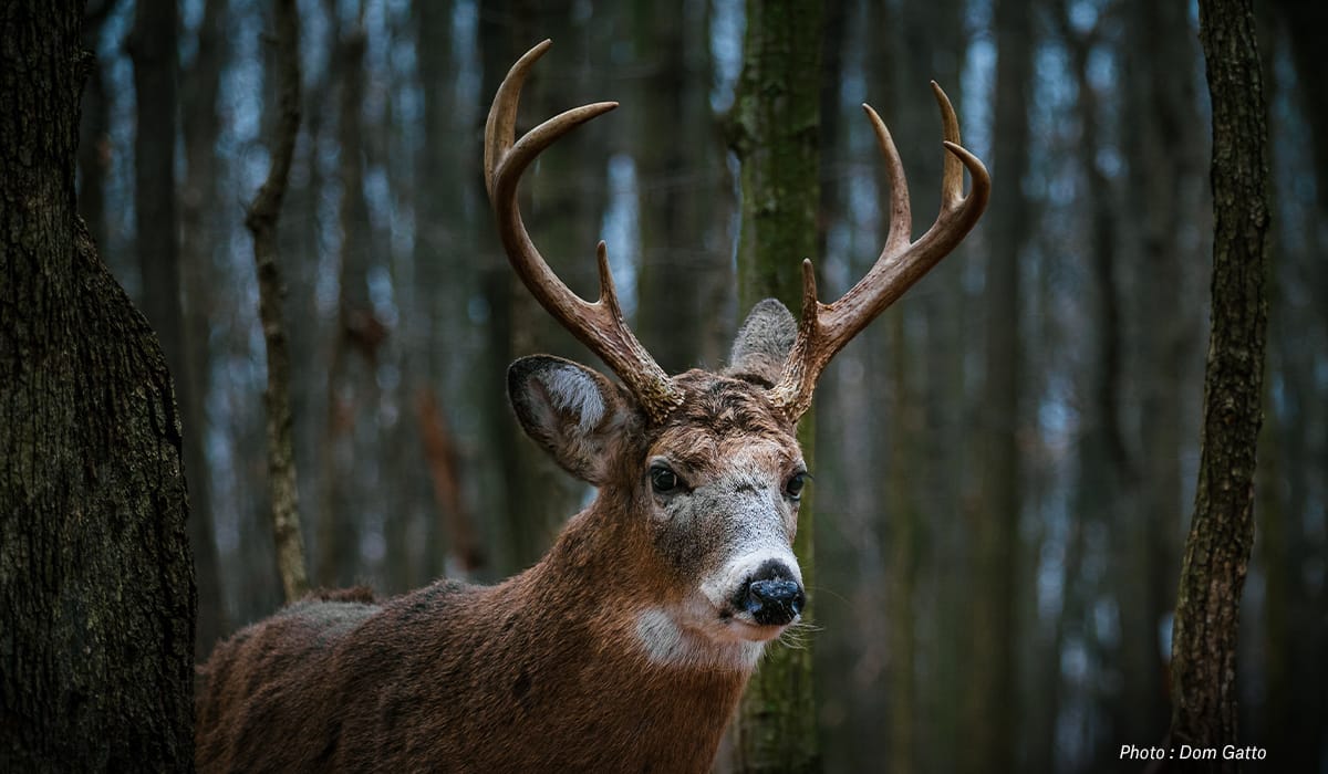 Rut Predictions - Monster Buck - onX Hunt