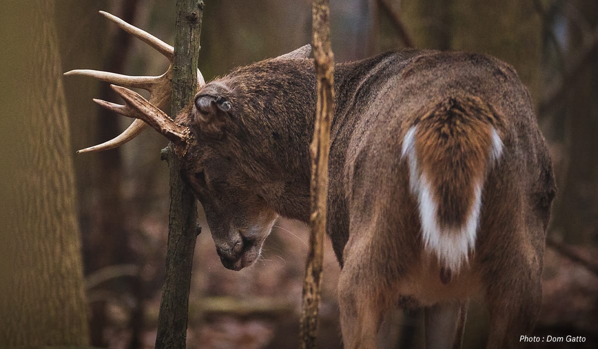 2021 Rut Predictions Buck Activity - onX Hunt