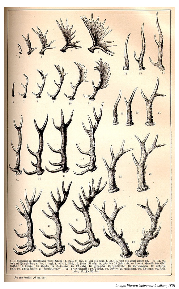 A vintage diagram dated 1891 shows black and white illustrations of the stages of antler growth. 