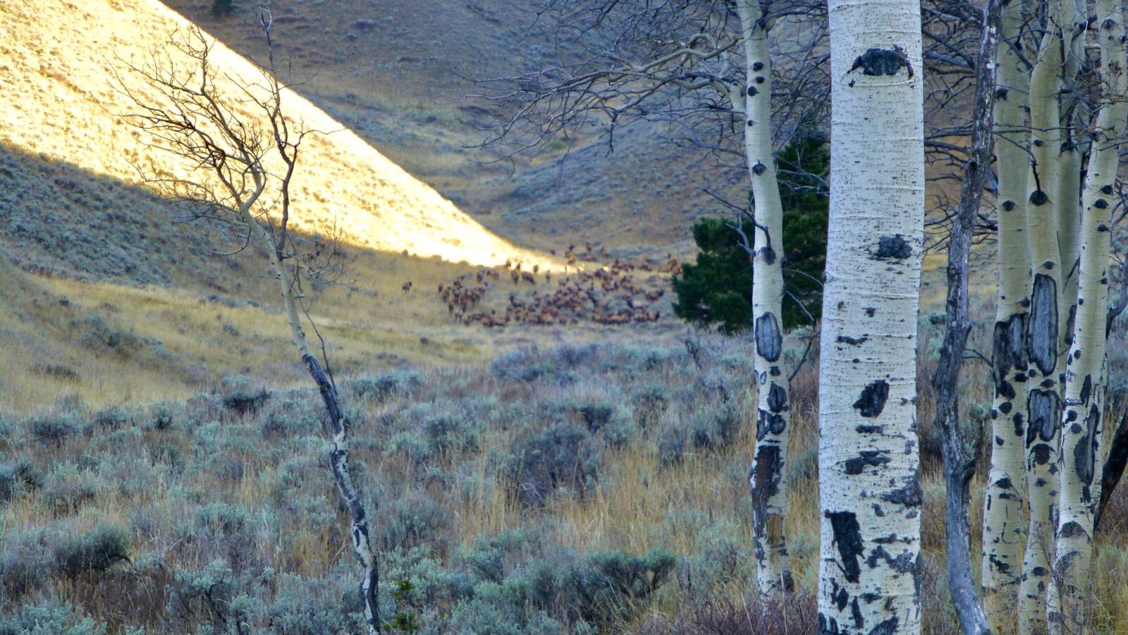 A herd of elk in a valley with birch trees in the foreground. 