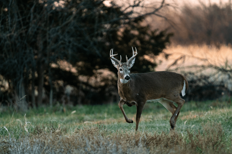 Scouting for Whitetail Deer