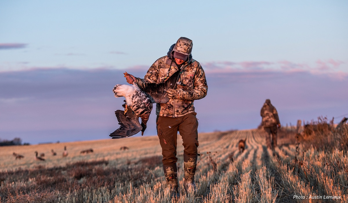 A waterfowl hunter inspects his harvest, walking through a field.