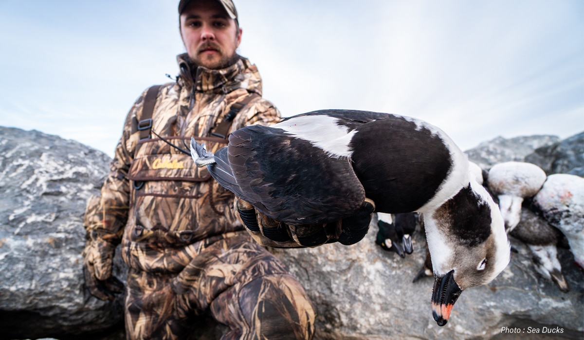 A male waterfowl hunter holds a sea duck up to the camera.