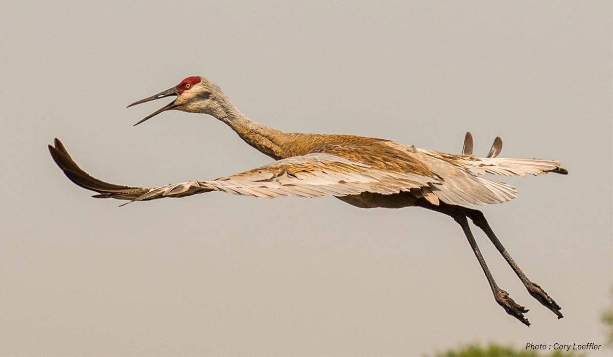 A sandhill crane takes flight.