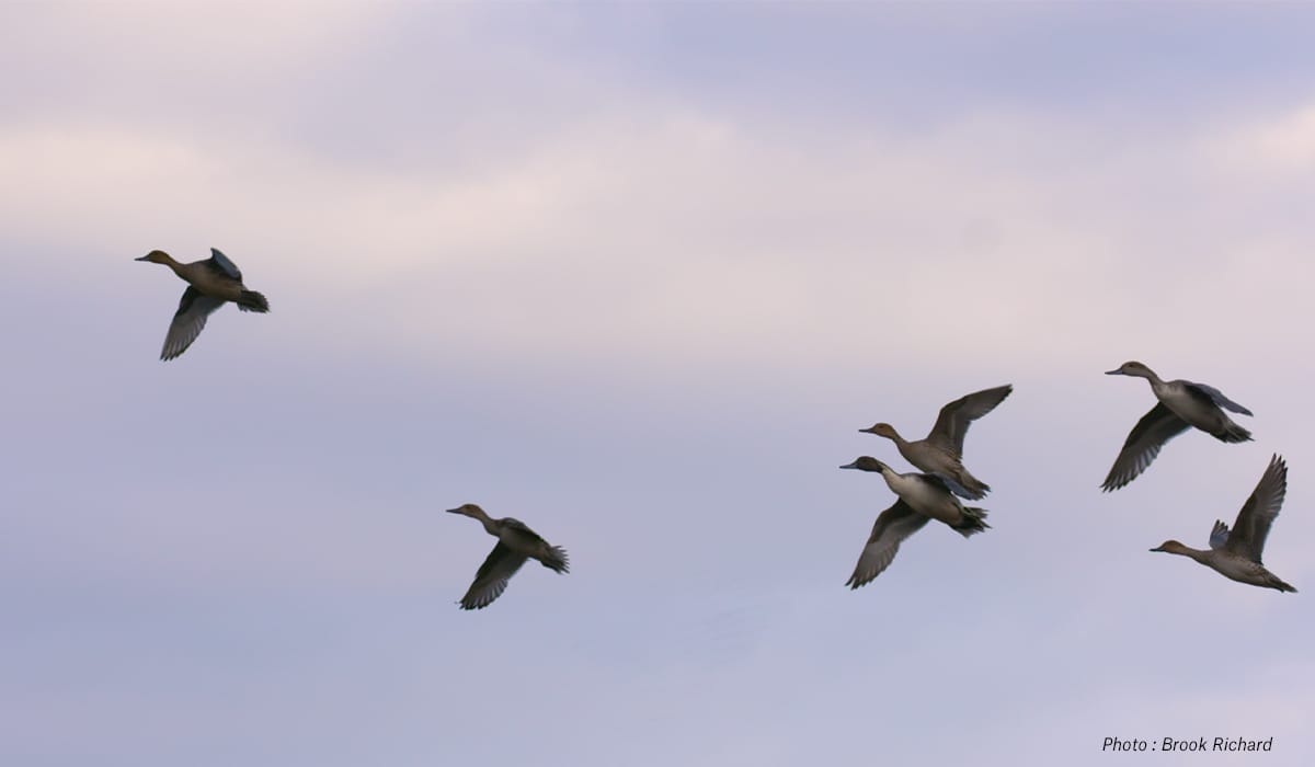 Pintails, a type of waterfowl, fly across the sky.