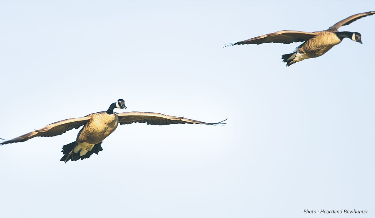 Two Canadian geese flying.