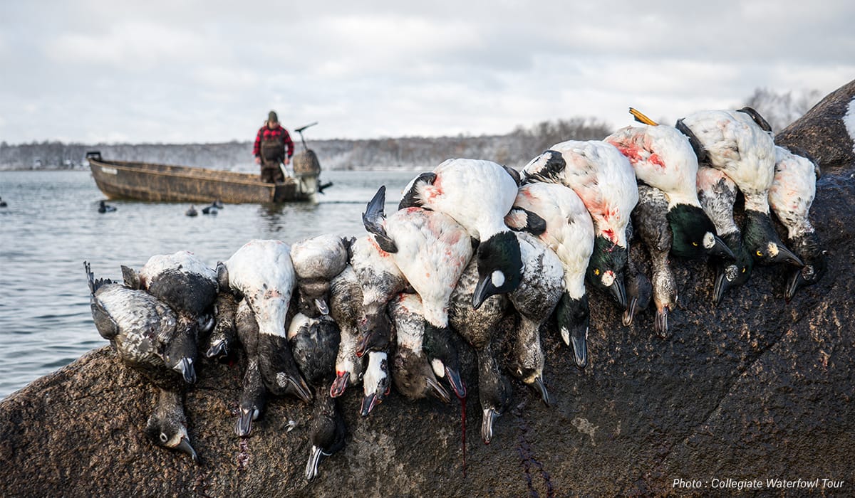 Harvested diver ducks on a rock with a man in a small boat in the background. 