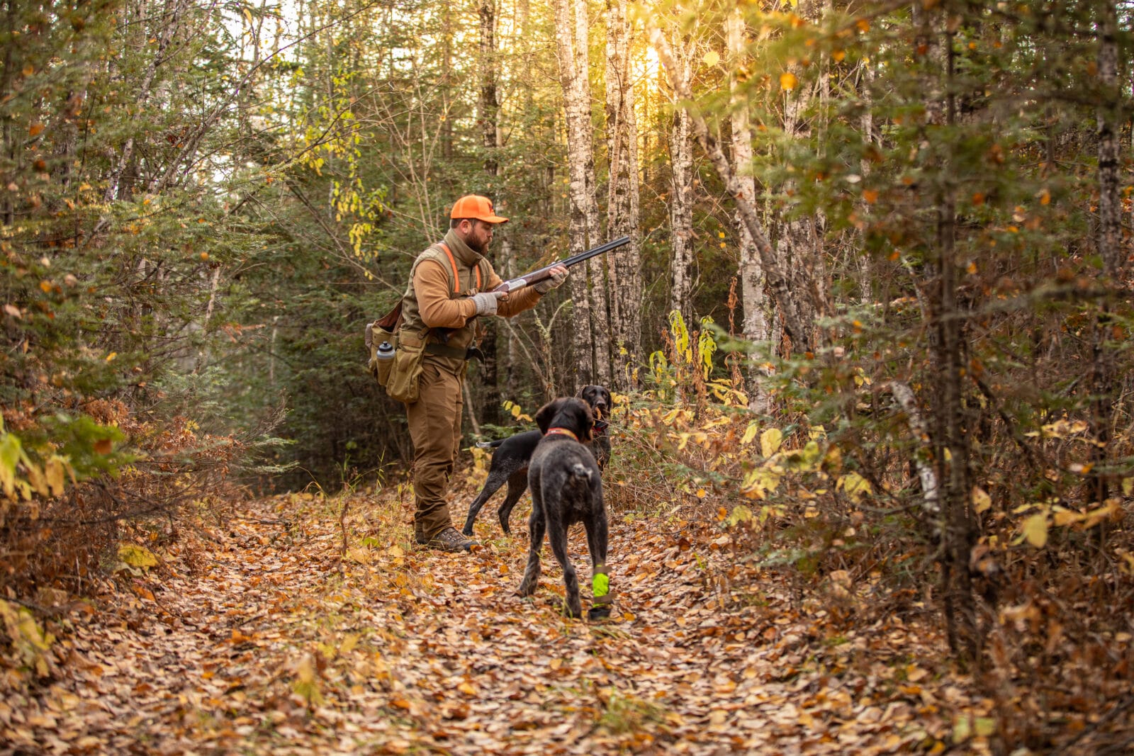 Hunting in Young Aspen Forests