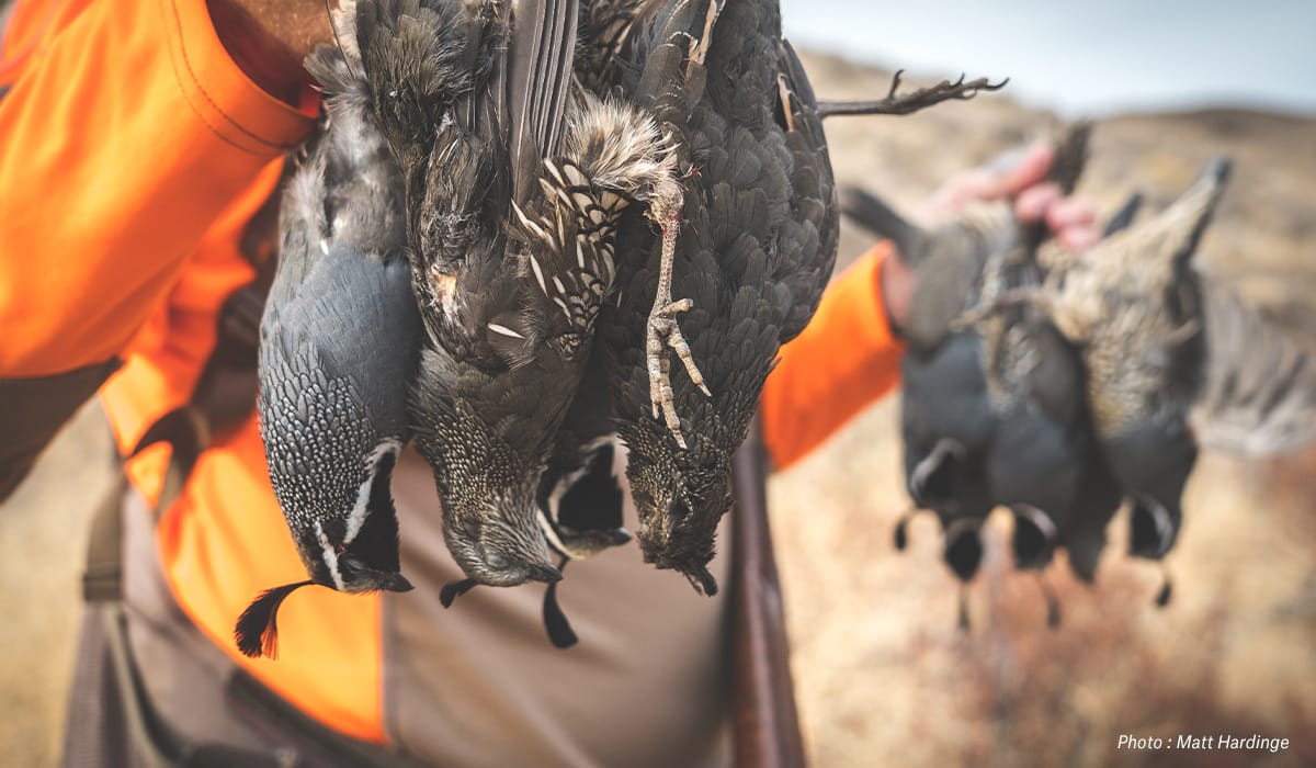 Hunt Multiple Species in Arizona - Quail