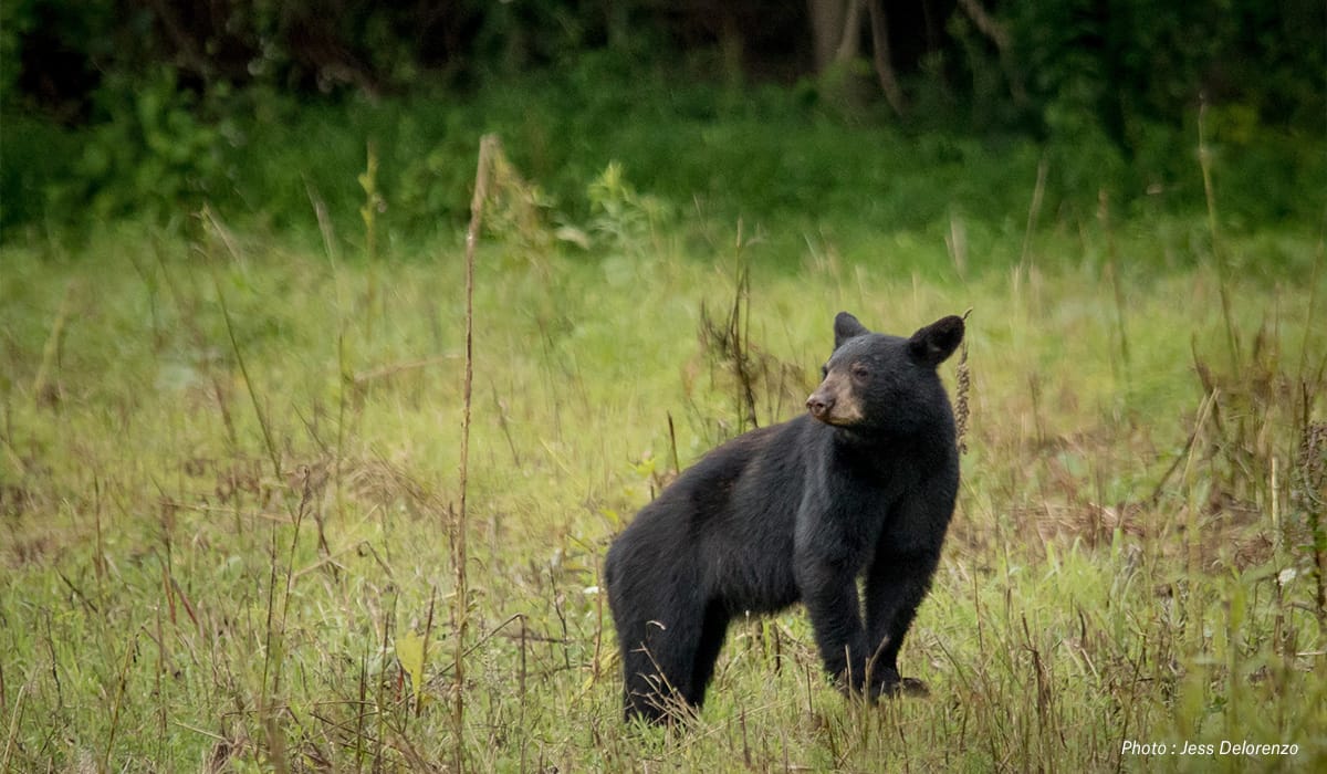 a black bear in a field in Arkansas, the best state to hunt black bear