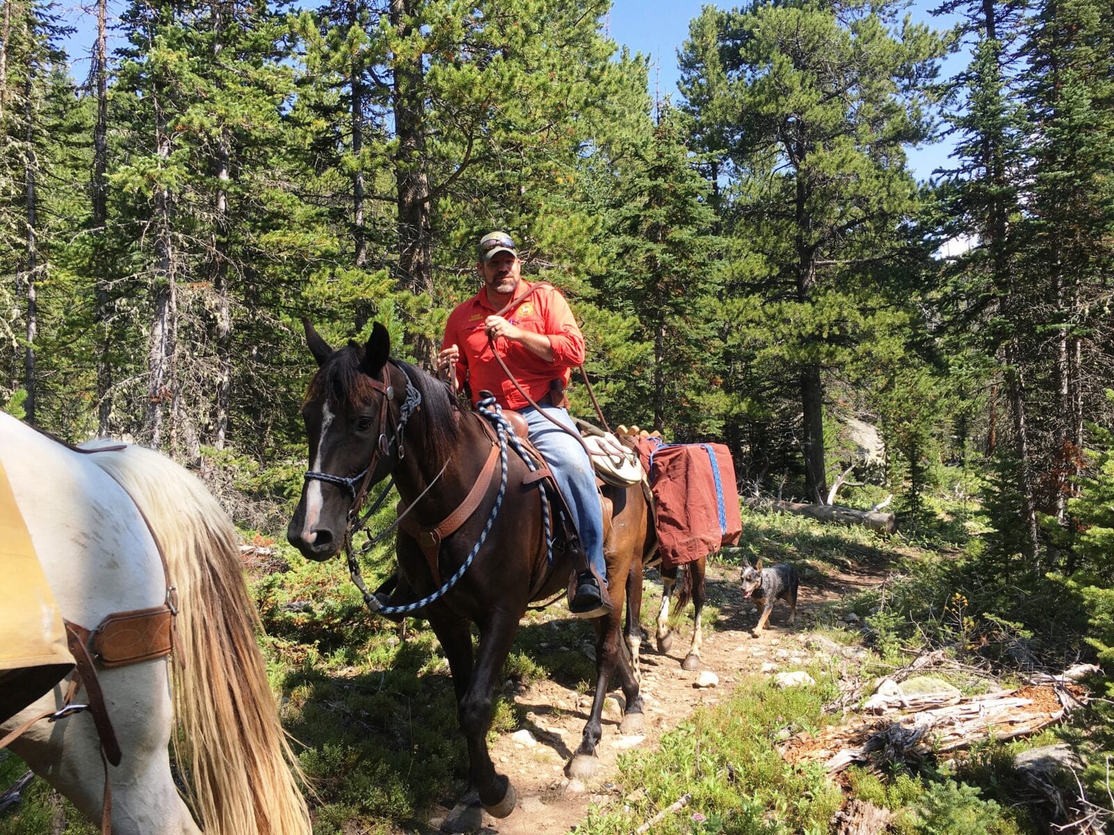 A game warden rides through a wooded trail on horseback with a cattle dog trailing behind.