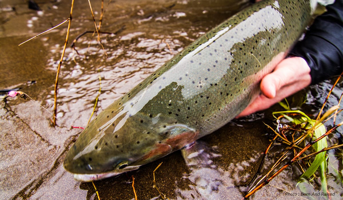 A hand holds an Oregon steelhead.