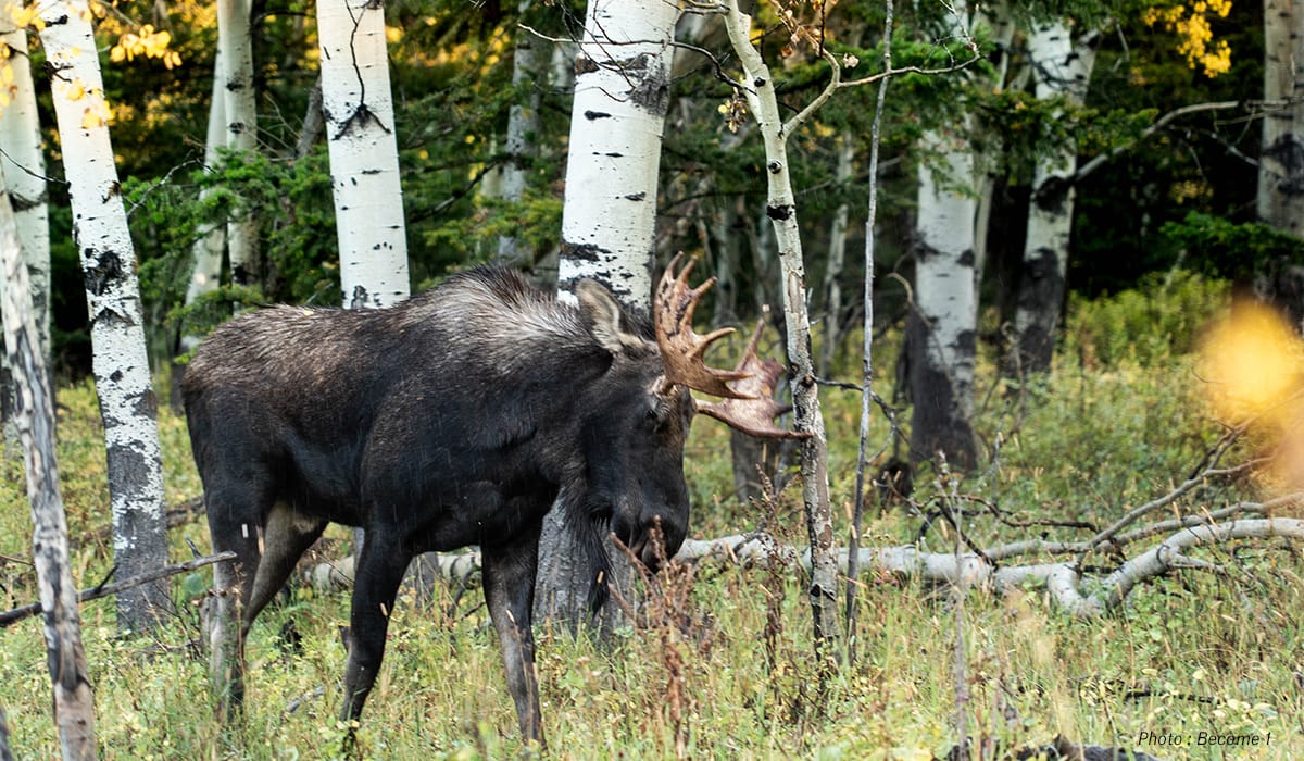 A bull moose stands in front of white birch trees.