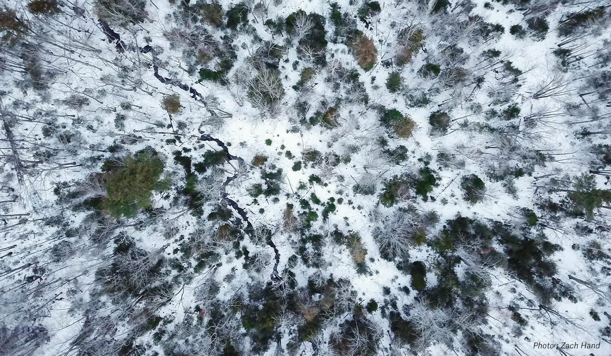 Bird's eye view of sparse woods with snow on the ground.