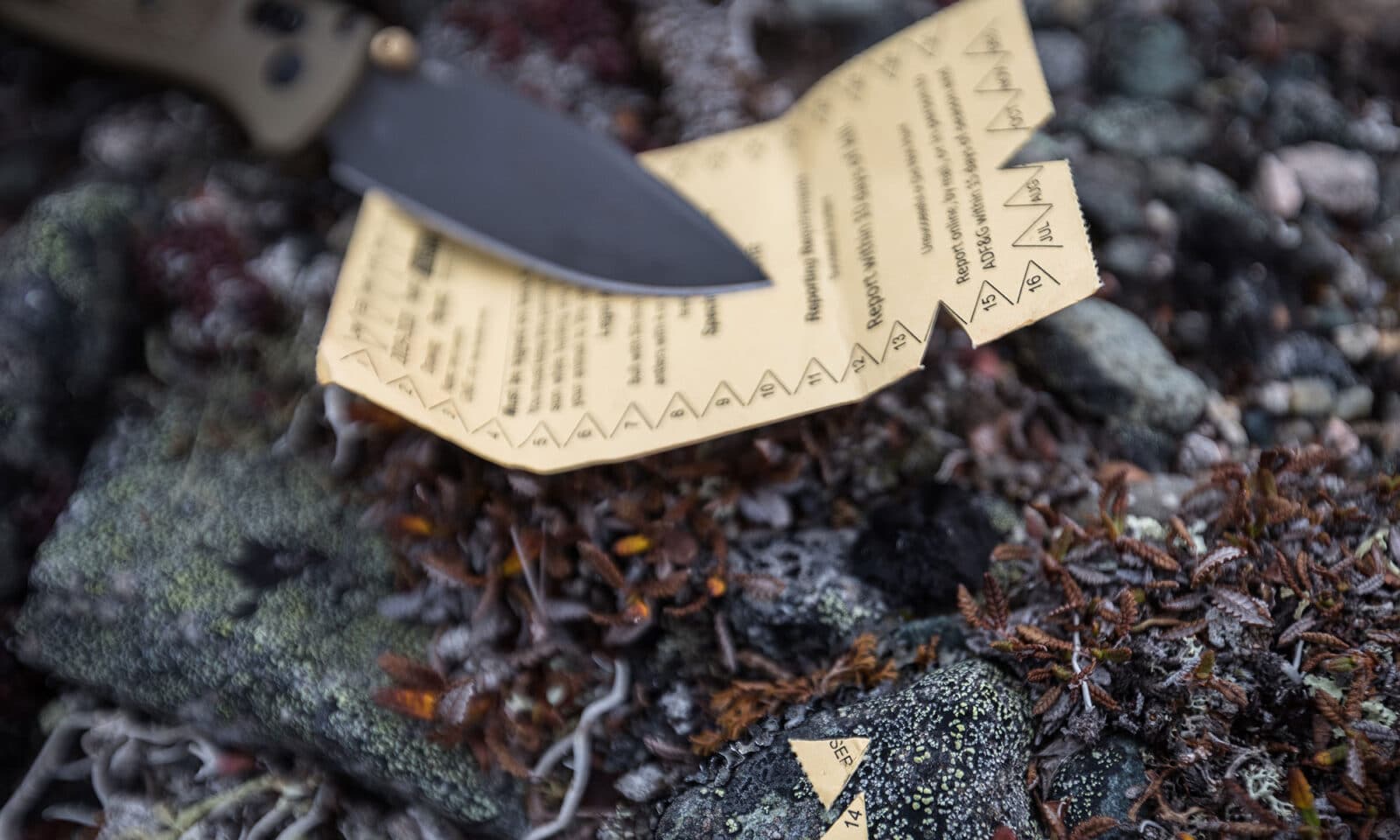 A hunting knife lays on top of a notched hunting tag. 