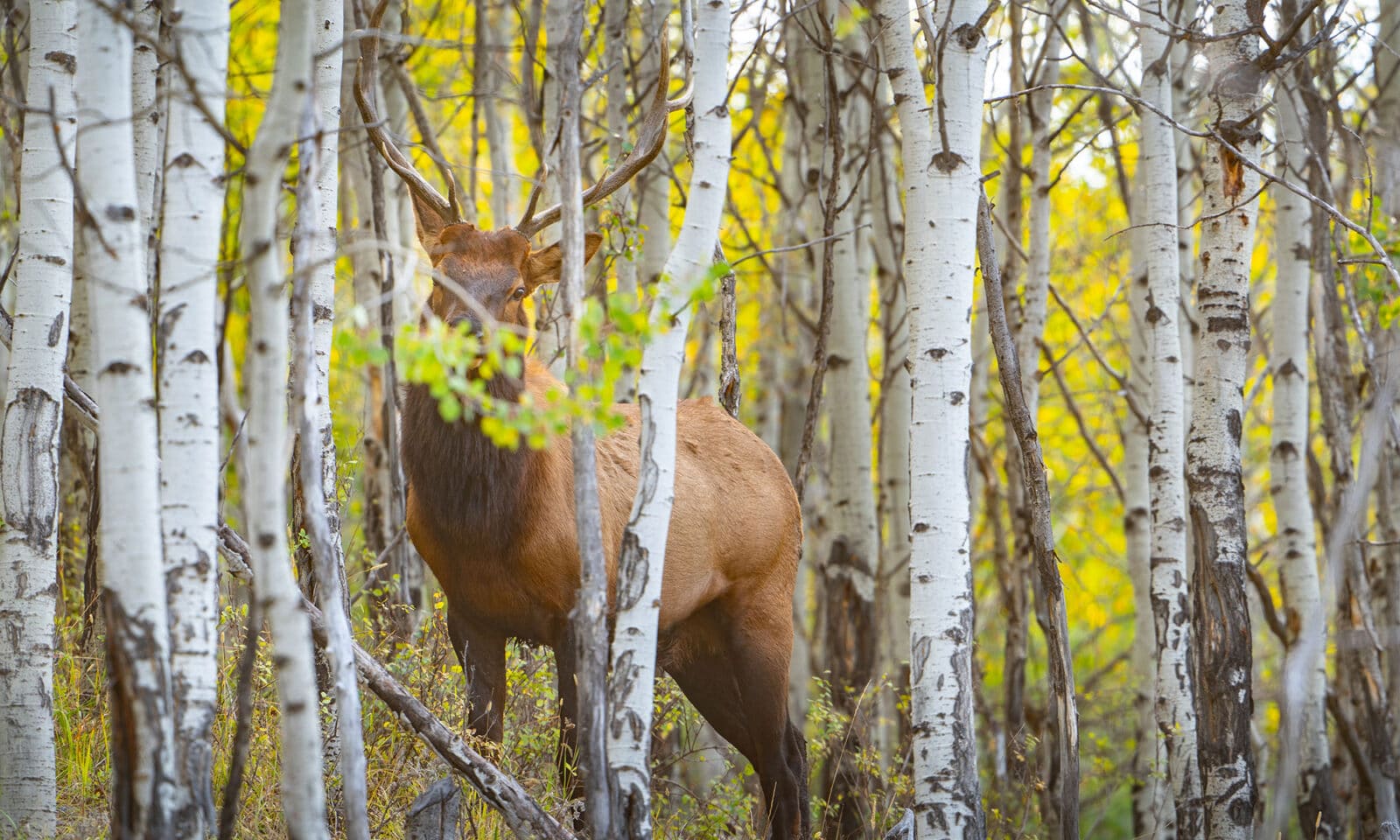 A bull delk stands in a thicket of young birch trees. 