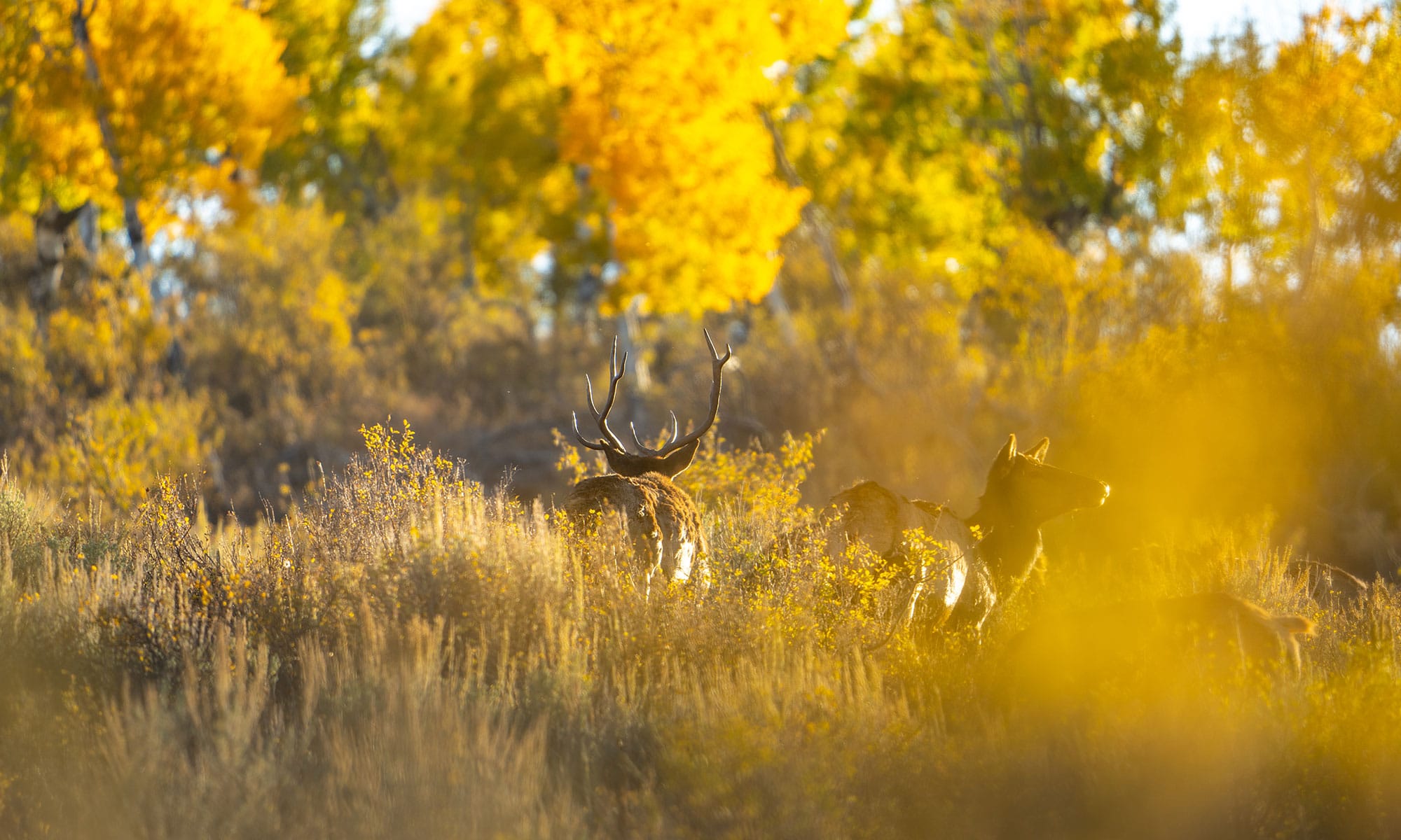 How To Draw Hunting Tags Every Year with Huntin' Fool onX Hunt