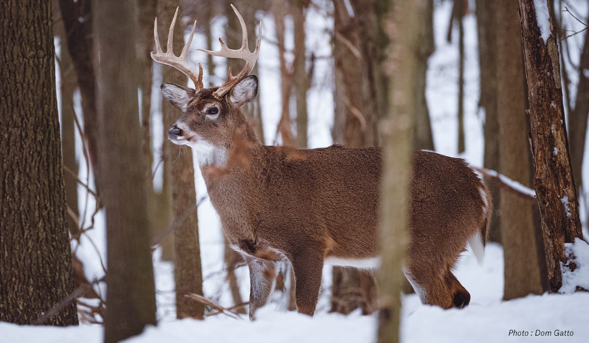 Hunting Late Season Whitetails - onX Hunt