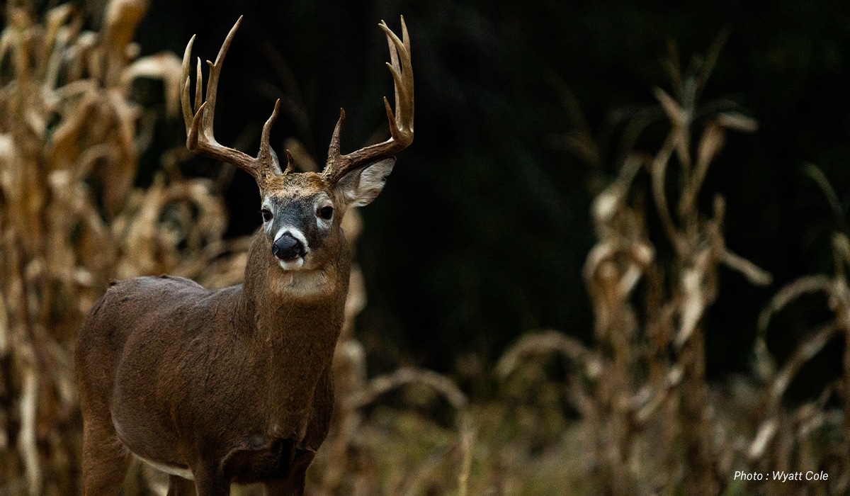 A whitetail buck stands in front of cornstalks. 