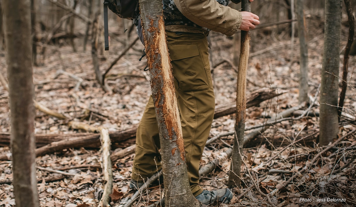 A person inspects a buck scrape in the woods. 